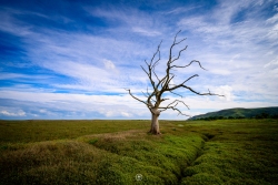 Dead Tree