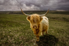 Exmoor Highland Cow