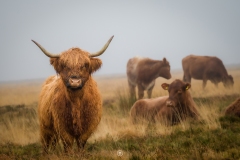 Exmoor Highland Cow