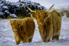 Exmoor Highland Cow and Calf