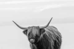 Exmoor Highland Cow