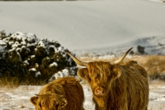 Exmoor Highland Cow