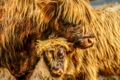 Exmoor Highland Cow and calf