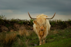 An Exmoor Highland Cow on a grey day in the heart of the national park