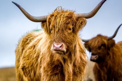 One of Exmoor's majestic's highland cows on a summer day after a downpour.
