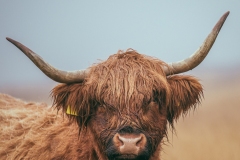 Exmoor Highland cow in the dripping rain