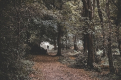 A dark autumn morning unfolds over a wooded landscape. The ground is blanketed with fallen leaves, creating a rustling carpet along the narrow path. Tall trees, line the trail, their branches interlacing like dark fingers against the dim sky. In the distance, a faint, warm light breaks through the canopy, illuminating the fog that lingers in the air. Walking ahead on the leaf-covered path is the silhouette of a person and a dog, both moving toward the soft glow. The person and the dog trots beside them, their forms blending with the shadowy surroundings yet drawn toward the light. The scene feels quiet, almost ethereal, capturing a moment of peaceful solitude.