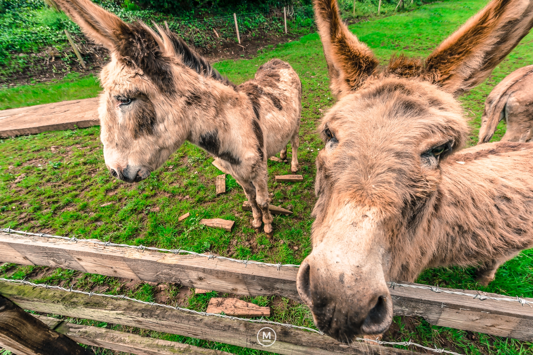 Dunster Donkeys