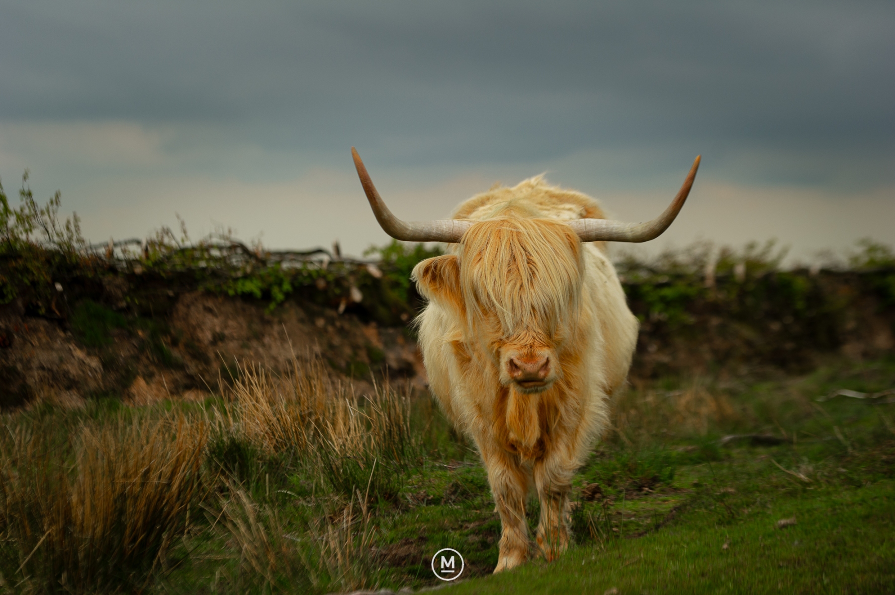 Exmoor Highland Cow