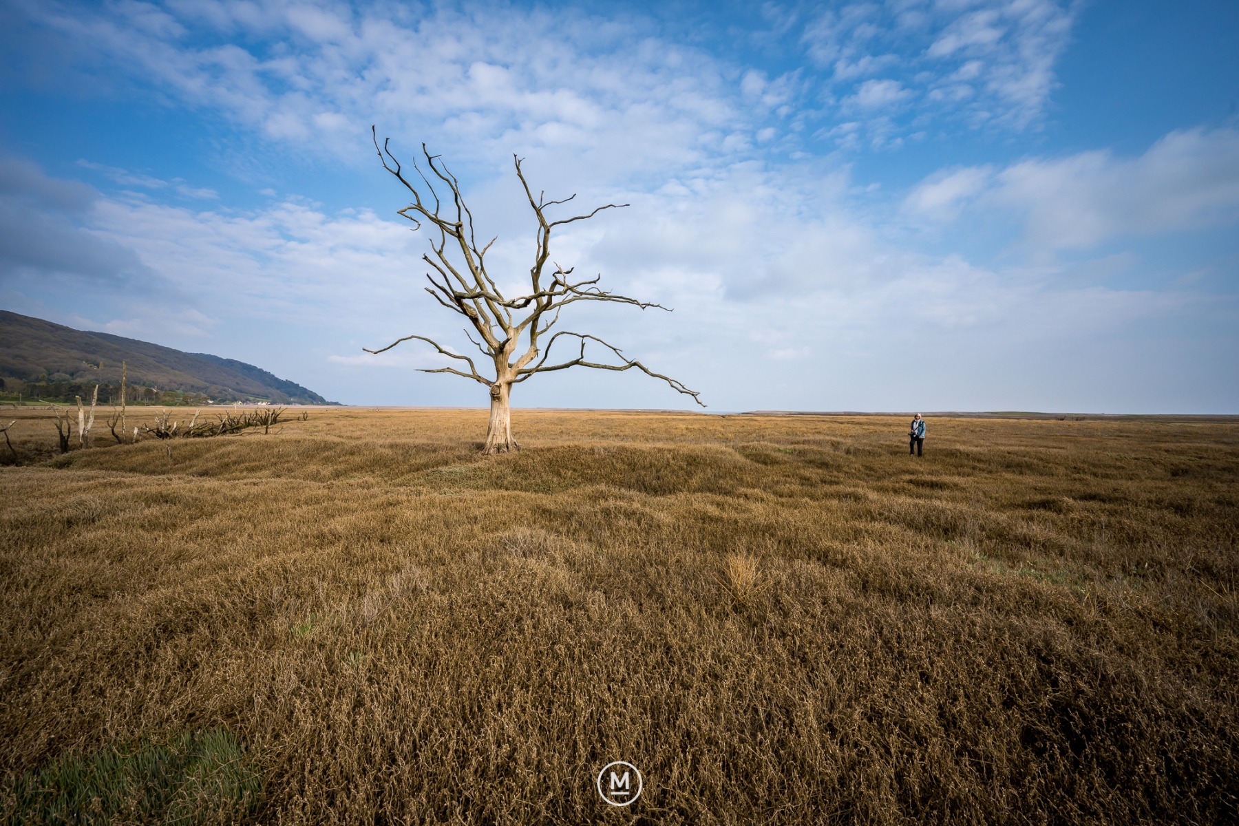Exmoor Dead Tree with a Salt Marsh