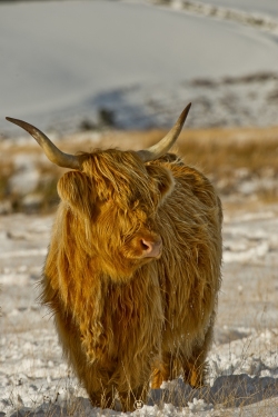 Exmoor Highland Cow