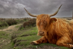 Exmoor Highland Cow