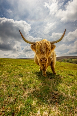 Exmoor Highland Cow