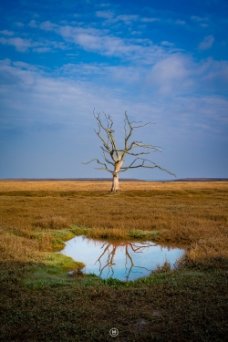 Dead Treet Salt Marsh