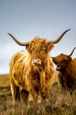 Exmoor Highland Cattle