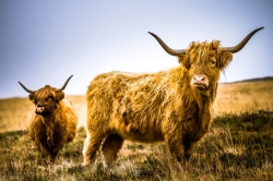 Exmoor Highland Cow