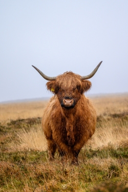 Exmoor Highland Cow