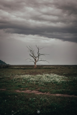 Exmoor Dead Tree with a Salt Marsh