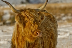 Exmoor Highland Cow