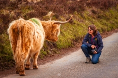 Exmoor Highland Cow