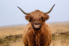 Exmoor Highland Cow