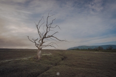 Exmoor Dead Tree with a Salt Marsh