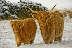 Exmoor Highland Cow