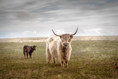 Exmoor Highland Cow