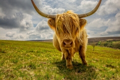 Exmoor Highland Cow