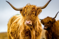 Exmoor Highland Cattle