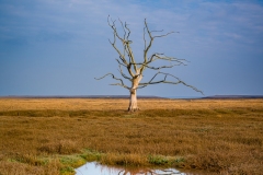 Dead Treet Salt Marsh