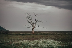 Exmoor Dead Tree with a Salt Marsh