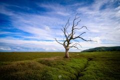 Dead Tree