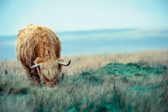 Exmoor Highland Cow