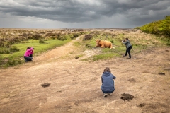 Exmoor Highland Cow