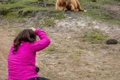 Exmoor Highland Cow