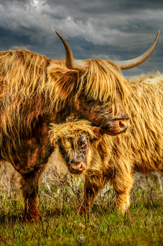 Exmoor Highland Cow and calf