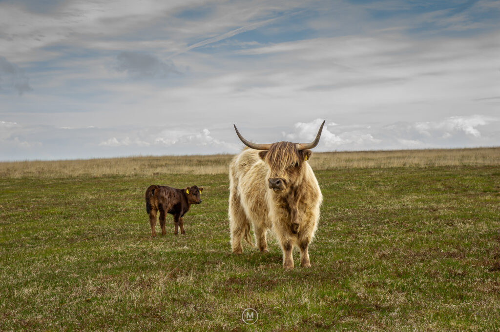 Exmoor Highland Protector