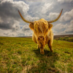 Highland Curiosity