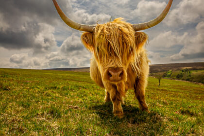Highland Curiosity