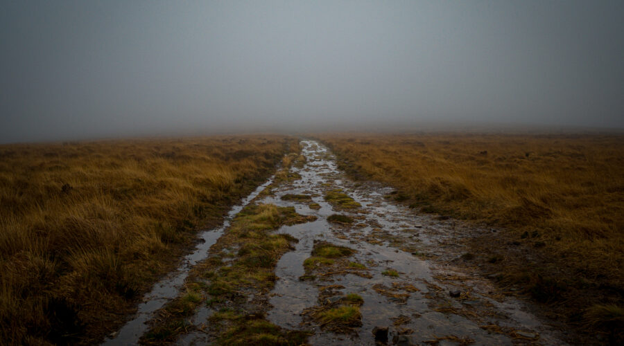 Shrouded Path: A Journey into the Fog