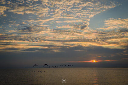 Whispers of Geese